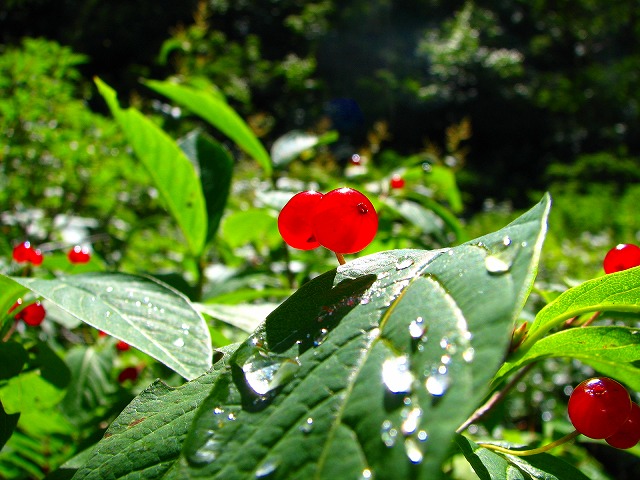 b0097836_16153599.jpg