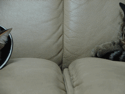 c0136736_19291681.gif