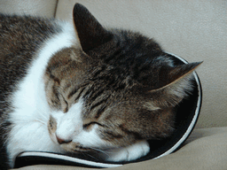 c0136736_19295881.gif