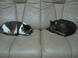 c0136736_19301337.gif