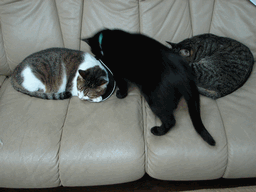 c0136736_193037100.gif