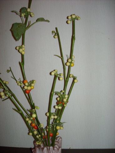 a0088456_18295145.jpg