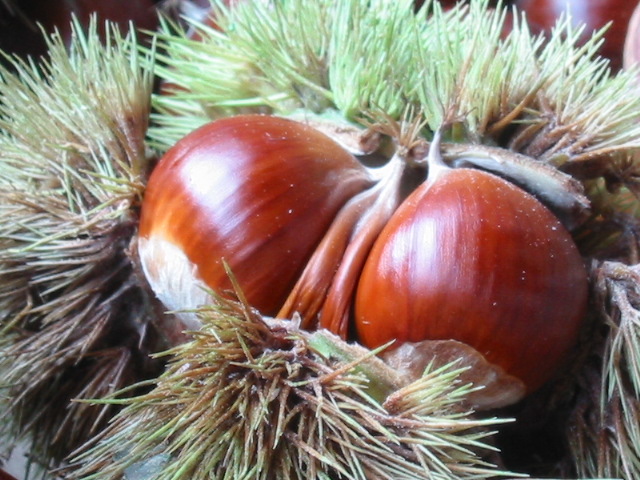 d0094868_875243.jpg