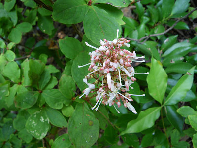 c0002874_11382941.jpg