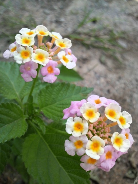 c0147398_22144088.jpg