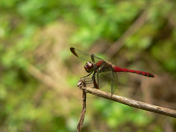 e0002314_19342039.jpg