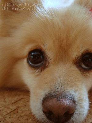 b0075318_22295351.gif