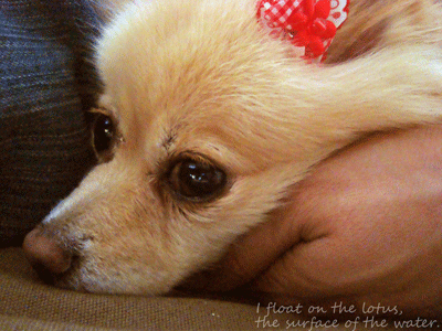 b0075318_22474144.gif