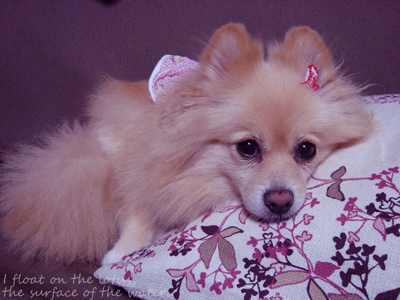 b0075318_22492536.gif