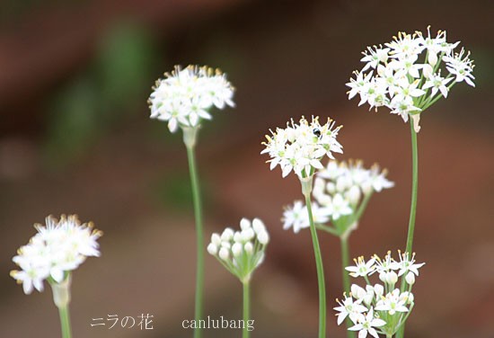 a0009035_9372051.jpg