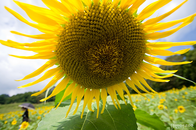 b0144437_17542971.jpg