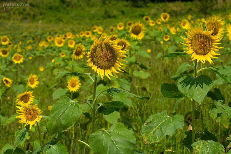 b0144437_1756980.jpg