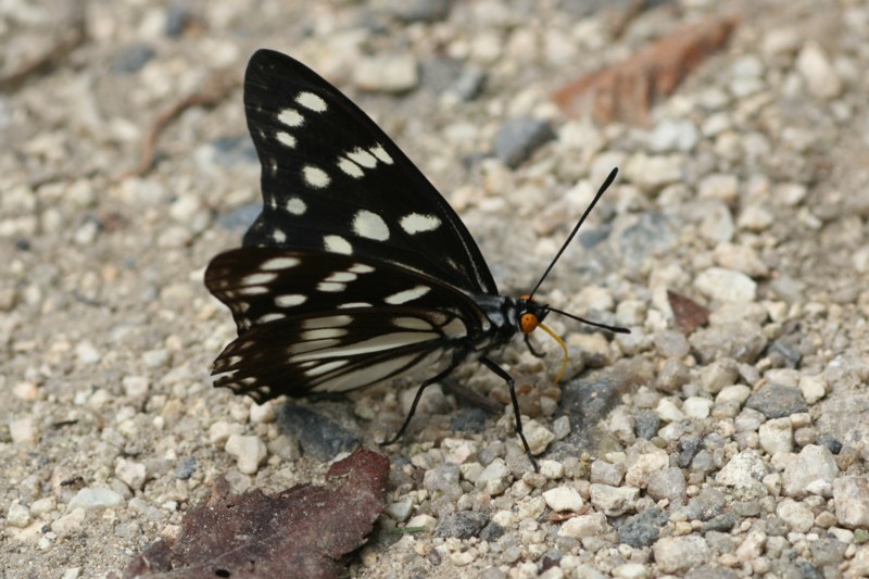 b0088772_10461456.jpg