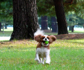 a0079292_1238222.jpg