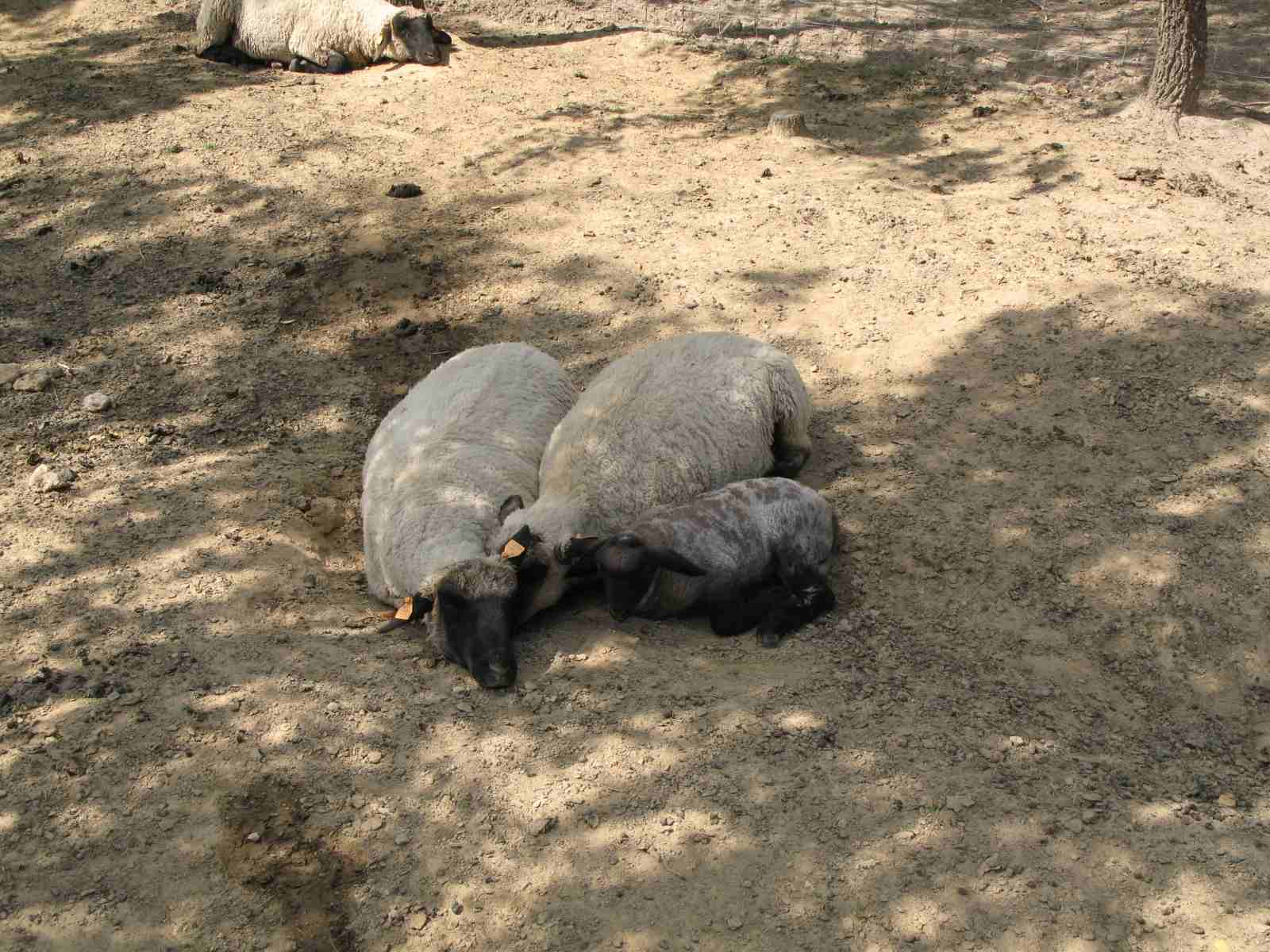 f0129897_4581822.jpg