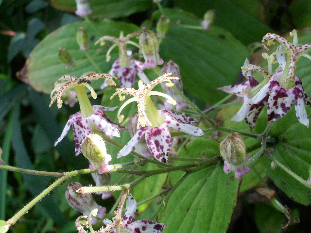 e0025300_12374798.jpg