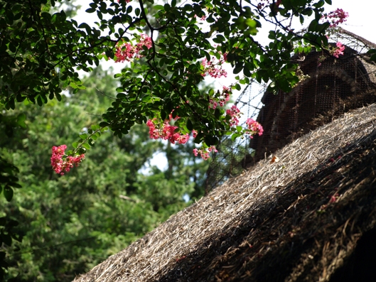 e0083212_15224519.jpg