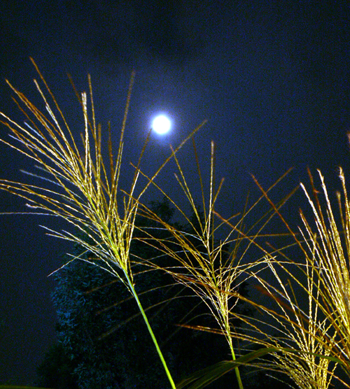f0060424_6295353.jpg