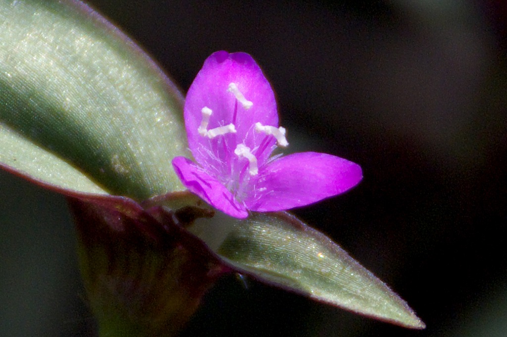 d0053930_6452171.jpg