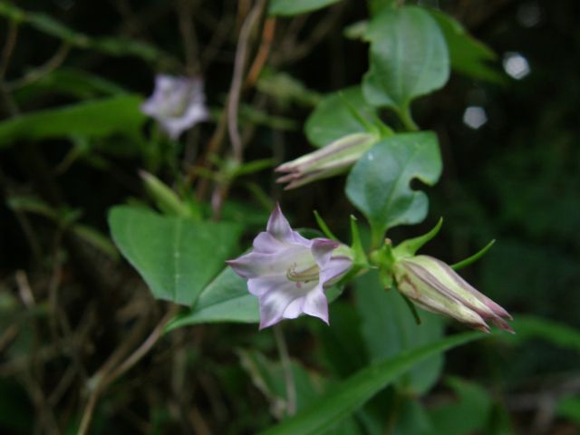 e0145033_21362173.jpg