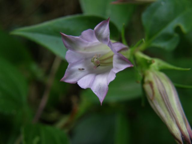 e0145033_21365731.jpg