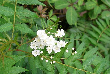 c0038434_11485897.jpg