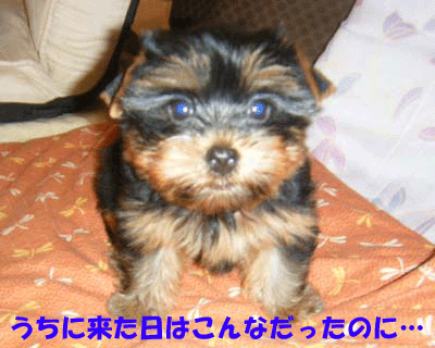 f0008935_2354353.gif