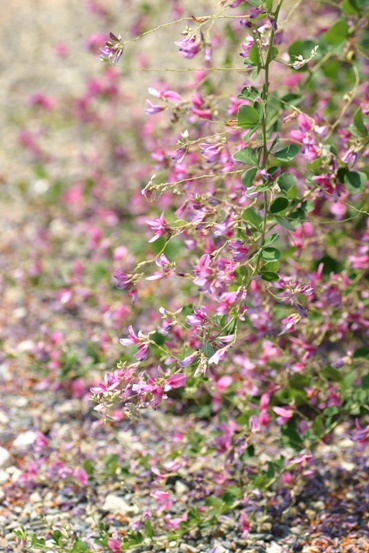 e0083238_2324615.jpg