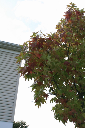 e0096340_1202265.jpg