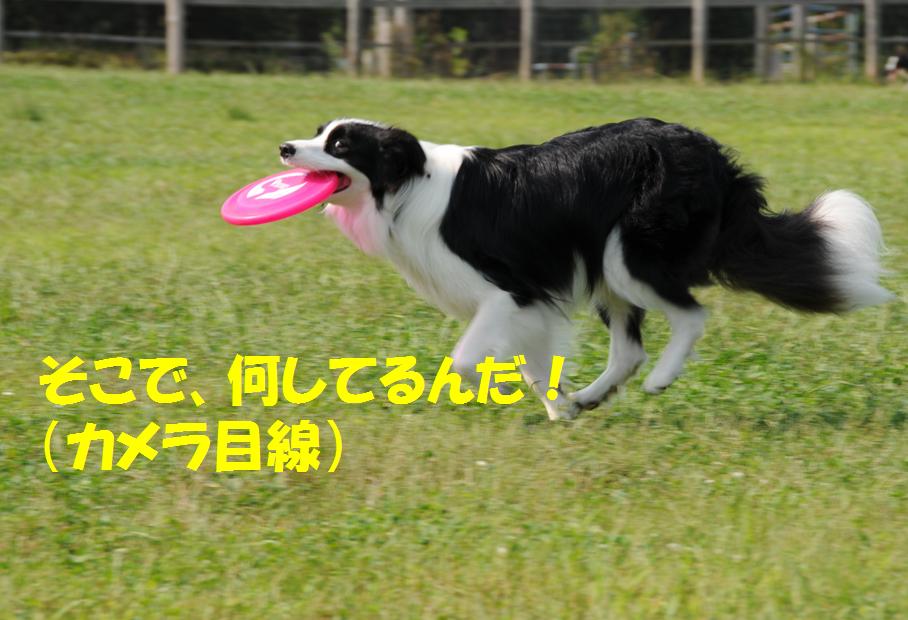 c0147241_865473.jpg