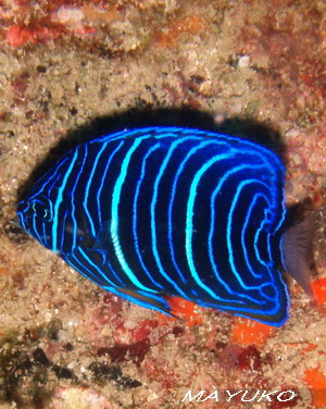 e0027447_2032235.jpg
