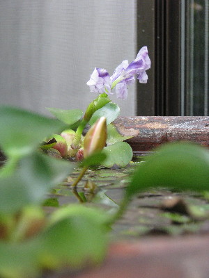 f0160554_11451686.jpg