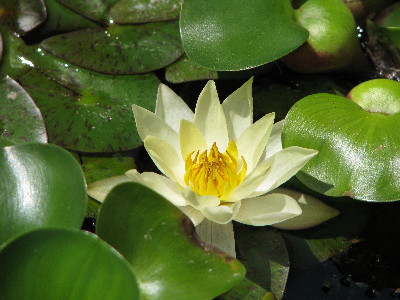 f0160554_11534177.jpg