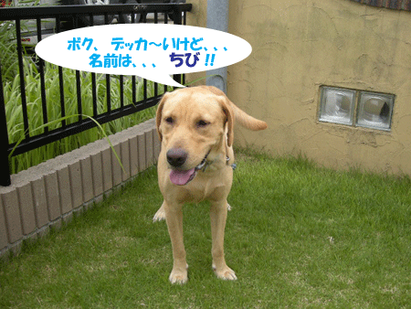 e0066883_20465894.gif