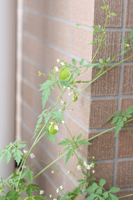 d0100192_226423.gif