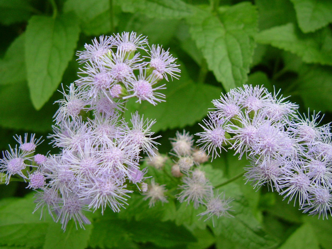 b0147710_15323169.jpg