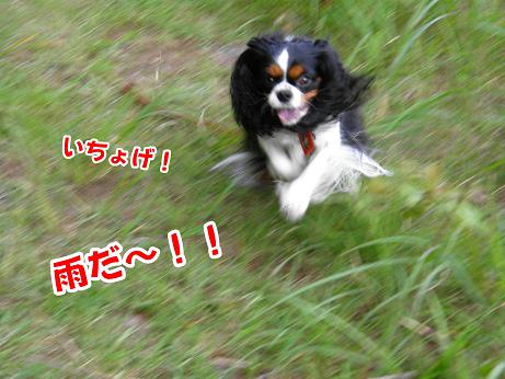 c0145250_1131648.jpg