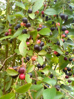 d0131851_923669.jpg