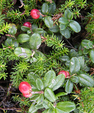 a0001354_2115054.jpg