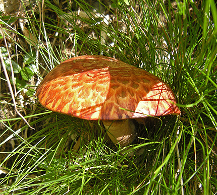 a0001354_21255725.jpg