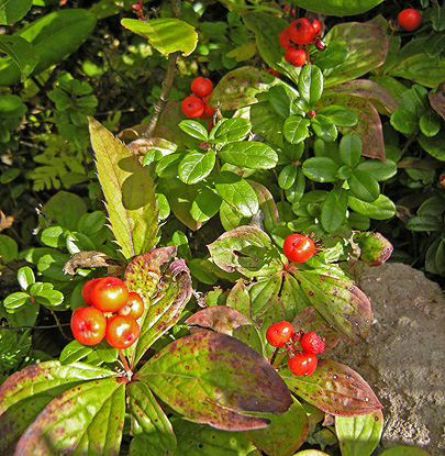 a0001354_2184434.jpg