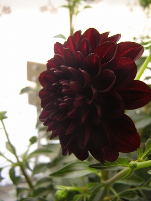 e0118257_21261443.jpg