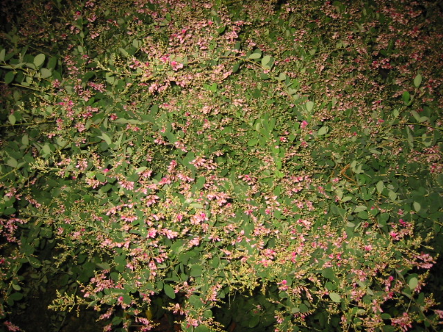 d0094868_12114312.jpg