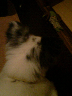 c0162773_1420407.jpg