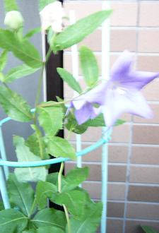 c0071803_23555339.jpg