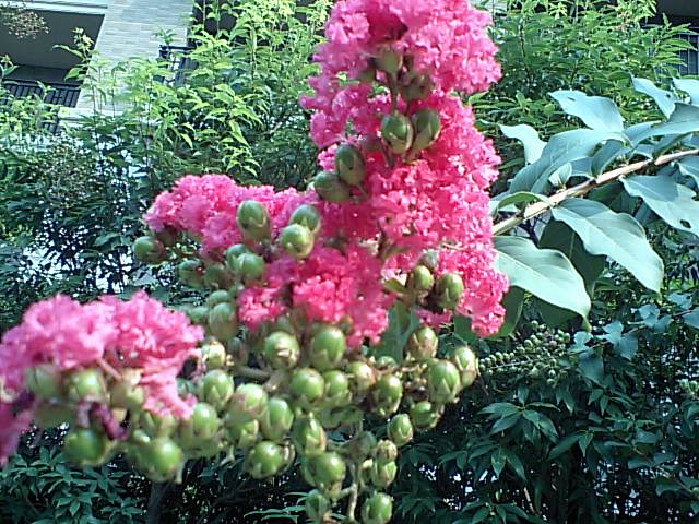 d0054704_8143183.jpg