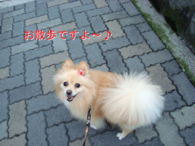 b0075318_20514498.gif