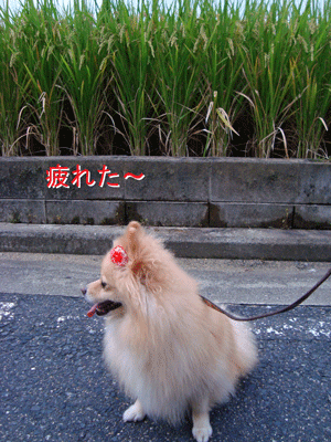 b0075318_20543235.gif