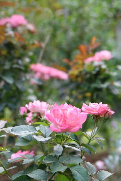 e0128322_164150.jpg