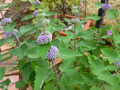 f0061334_20221477.jpg